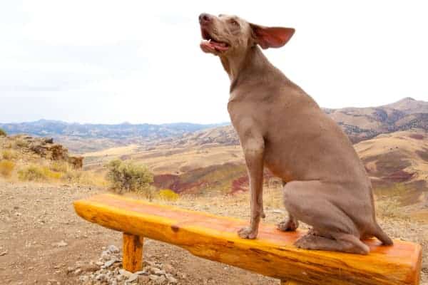 happy Weimaraner dog siting on bench scenic