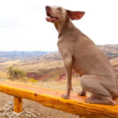 happy Weimaraner dog sitting on bench with scenic hills behind