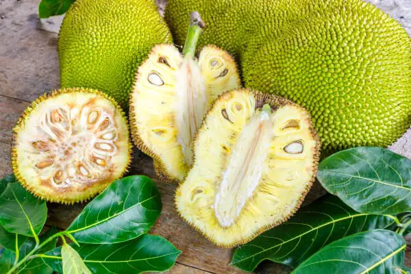 fresh jackfruit closeup with leaves and cut jackfruit showing the interior