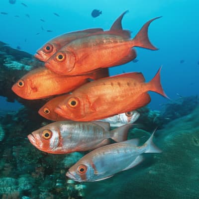 orange fish swimming in ocean