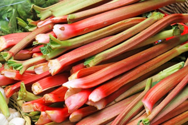 fresh rhubarb stems piled up for sale at a farmer's market