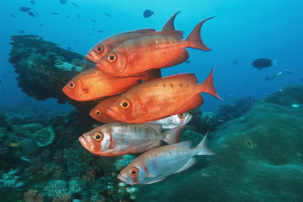 school of orange fish swimming in reef